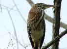 Green Heron