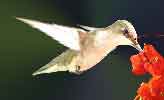 Ruby-throated Hummingbird