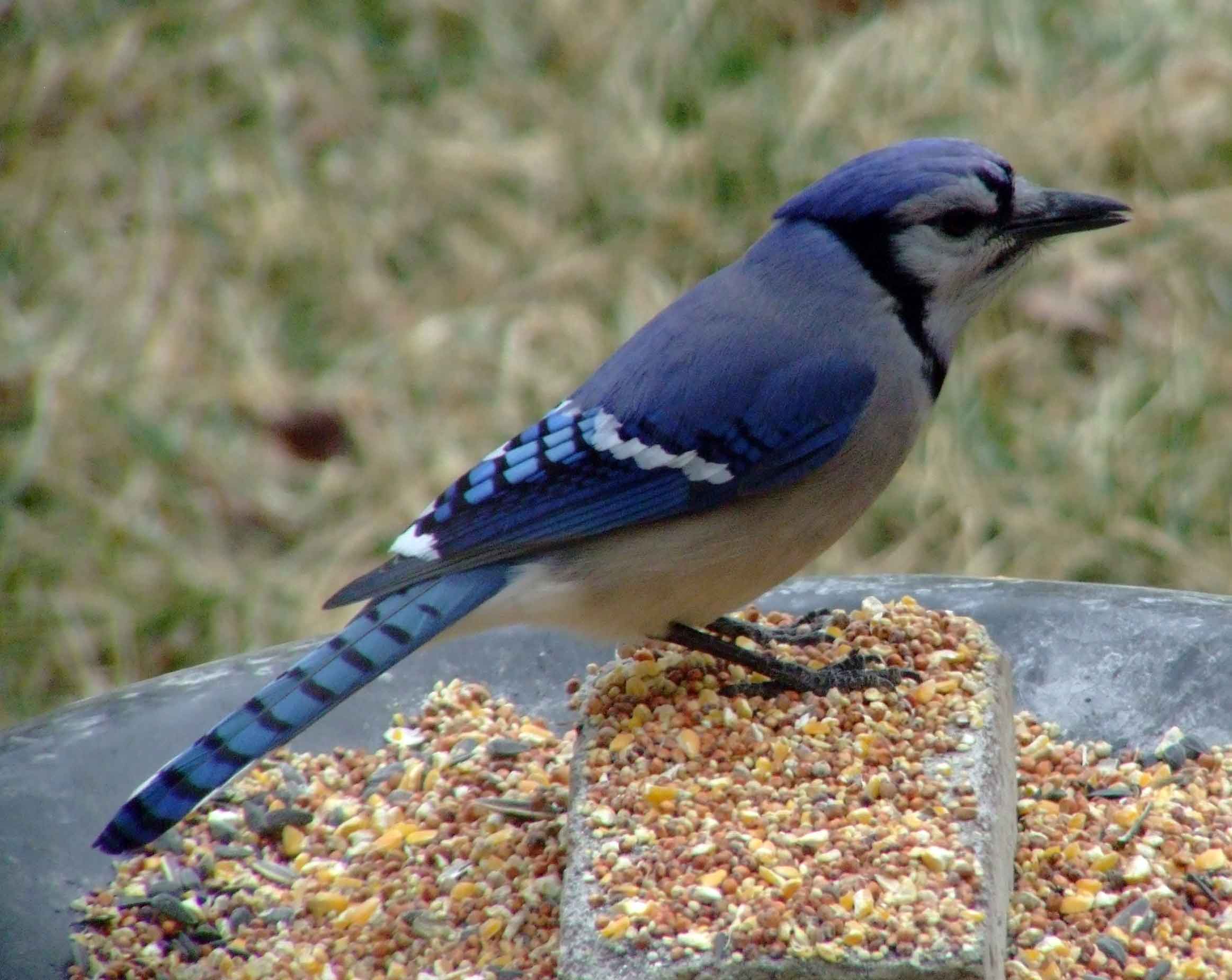 bird watching, C and O Canal, DC, Dick Maley, display, Fuji Digital Camera S9600, Hughes Hollow, Hunting Quarter Road, Marsh, Maryland, MD, Montgomery County, North America, photography, Poolesville, Potomac, Richard Maley, river, USA, Washington, Wetlands, Google Images, Blue Jay, Kingdom: Animalia, Phylum: Chordata, Class: Aves, Subclass: Neornithes, Infraclass: Neognathae, Superorder: Neoaves, Order: Passeriformes, Suborder: Passeri, Superfamily: Corvoidea, Family: Corvidae, Genus: Cyanocitta, Species: C cristata, Cyanocitta cristata