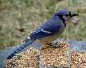 Blue Jay