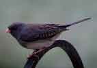 Dark-eyed Junco