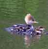 Hooded Merganser (female)