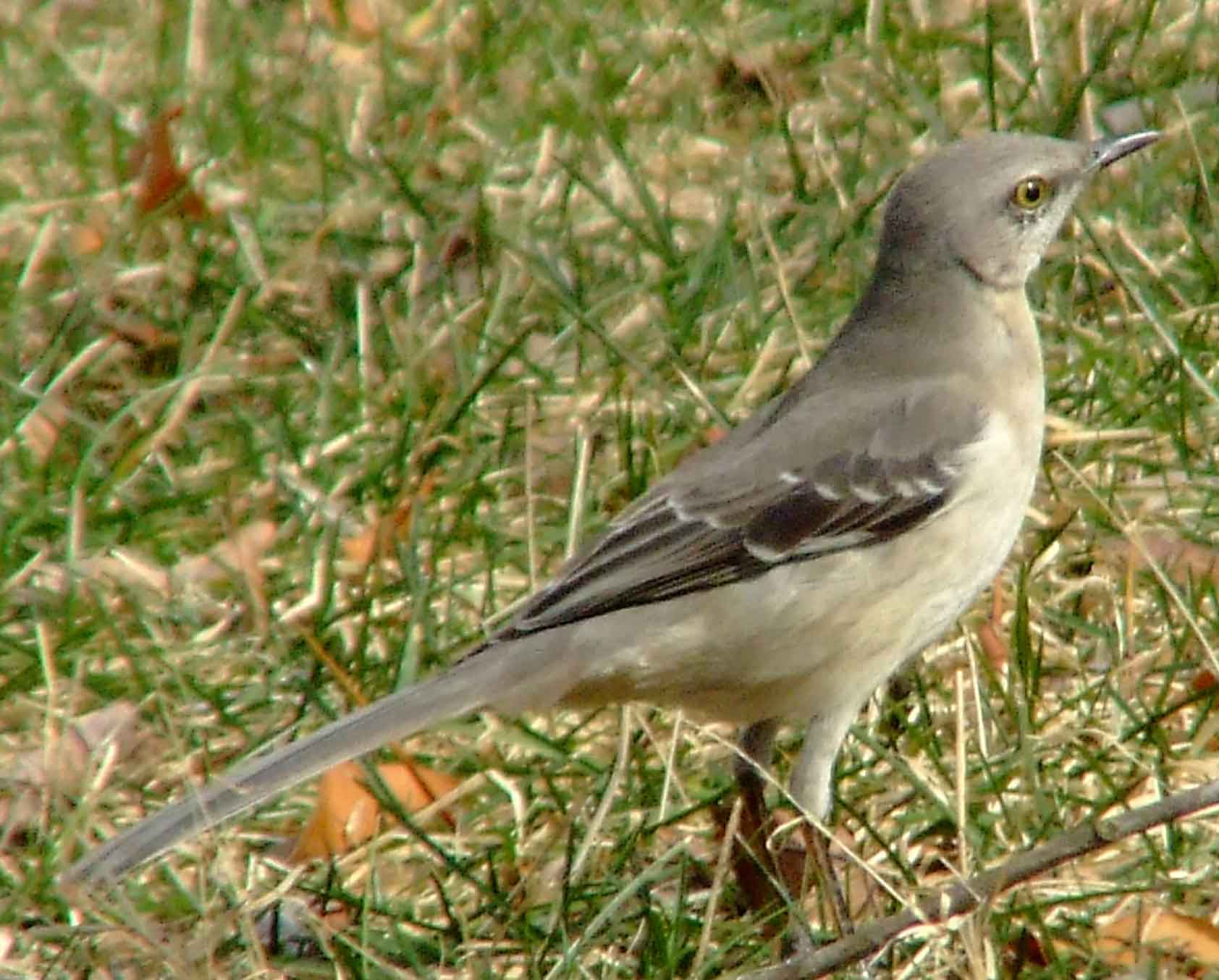 bird watching, C and O Canal, DC, Dick Maley, display, Fuji Digital Camera S9600, Hughes Hollow, Hunting Quarter Road, Marsh, Maryland, MD, Montgomery County, North America, photography, Poolesville, Potomac, Richard Maley, river, USA, Washington, Wetlands, Google Images, Northern Mockingbird, Kingdom: Animalia, Phylum: Chordata, Class: Aves, Order: Passeriformes, Family: Mimidae, Genus: Mimus, Species: M polyglottos, Mimus polyglottos