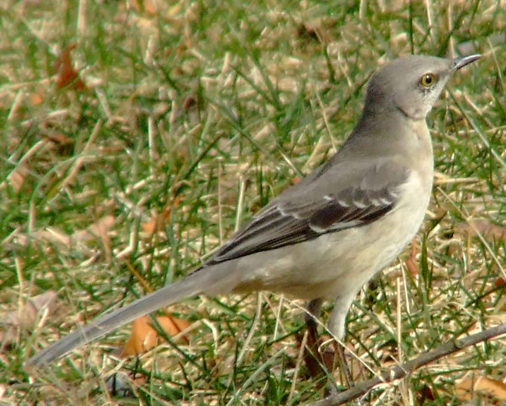 bird watching, C and O Canal, DC, Dick Maley, display, Fuji Digital Camera S9600, Hughes Hollow, Hunting Quarter Road, Marsh, Maryland, MD, Montgomery County, North America, photography, Poolesville, Potomac, Richard Maley, river, USA, Washington, Wetlands, Google Images, Northern Mockingbird, Kingdom: Animalia, Phylum: Chordata, Class: Aves, Order: Passeriformes, Family: Mimidae, Genus: Mimus, Species: M polyglottos, Mimus polyglottos