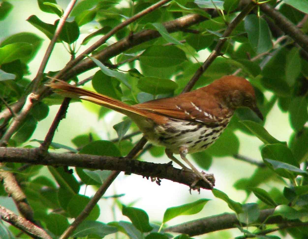 bird watching, C and O Canal, DC, Dick Maley, display, Fuji Digital Camera S9600, Hughes Hollow, Hunting Quarter Road, Marsh, Maryland, MD, Montgomery County, North America, photography, Poolesville, Potomac, Richard Maley, river, USA, Washington, Wetlands, Google Images, Brown Thrasher