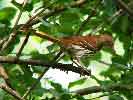 Brown Thrasher