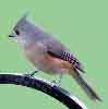 Tufted Titmouse