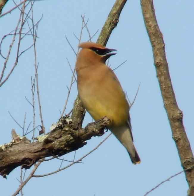 bird watching, C and O Canal, DC, Dick Maley, display, Fuji Digital Camera S9600, Hughes Hollow, Hunting Quarter Road, Marsh, Maryland, MD, Montgomery County, North America, photography, Poolesville, Potomac, Richard Maley, river, USA, Washington, Wetlands, Google Images, Cedar Waxwing