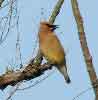 Cedar Waxwing