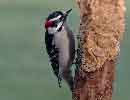 Downy Woodpecker (male)