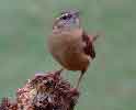 Carolina Wren